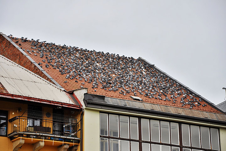 A2B Pest Control are able to install spikes to deter birds from roofs in Tidworth. 