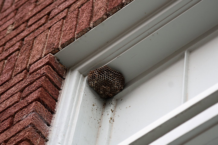 We provide a wasp nest removal service for domestic and commercial properties in Tidworth.